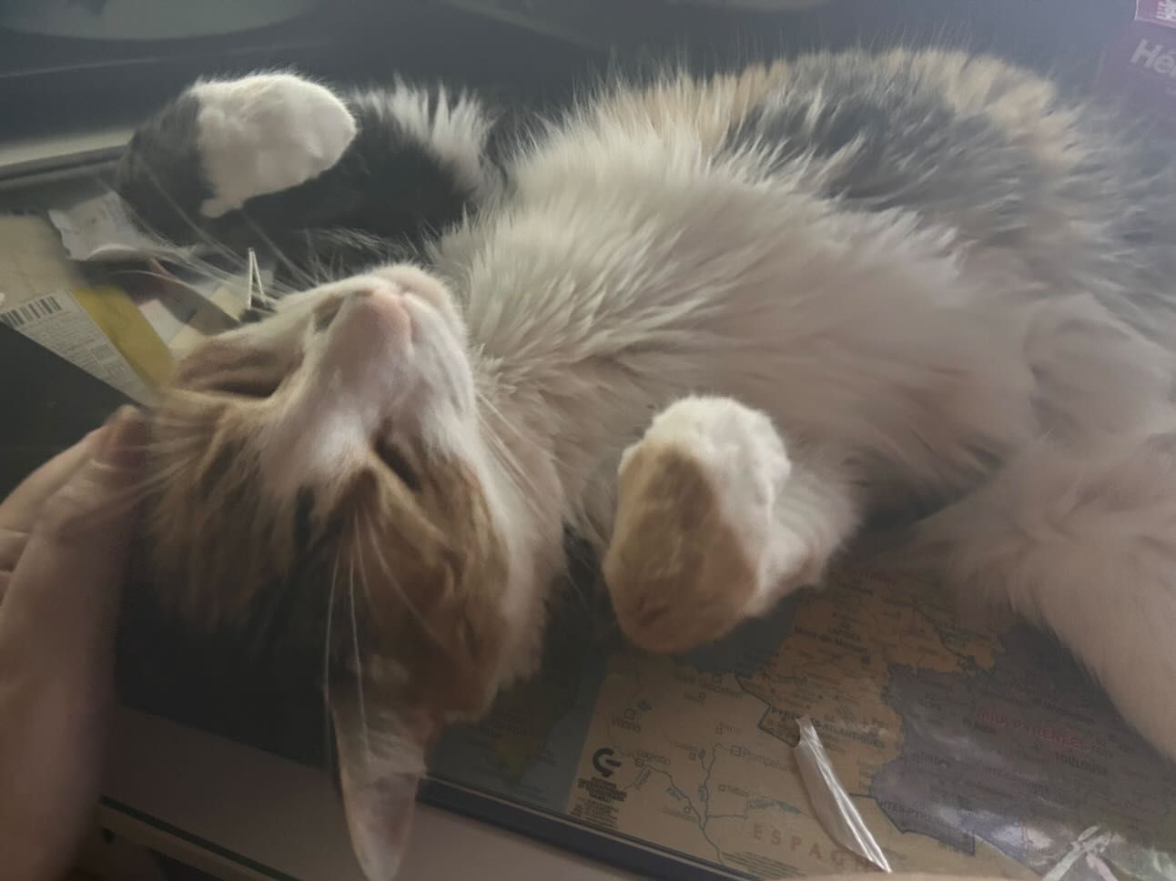 Lyra-Chat