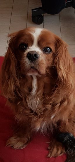 Charly